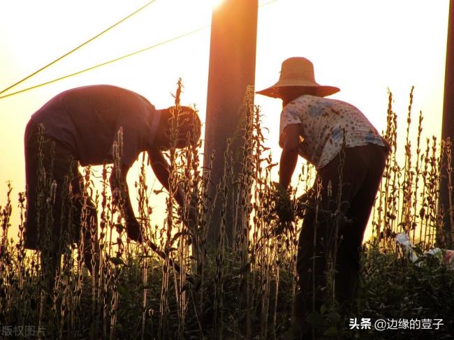 村民选举法是什么（中华人民共和国委员会选举法）