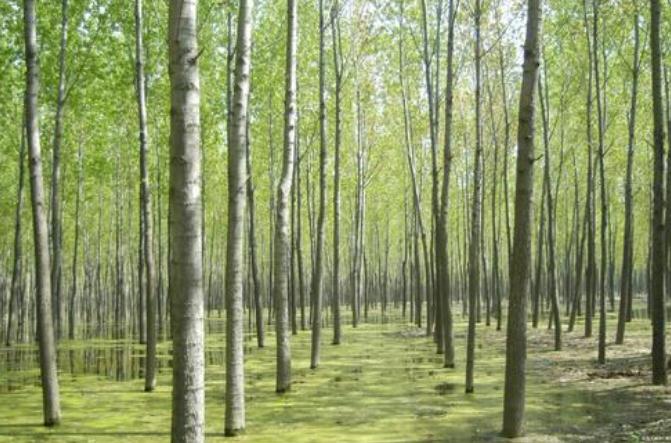 林地征收的补偿标准是怎样的？林地征收的程序是怎样的？